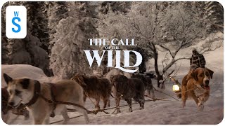 The Call of the Wild (2020) | Scene: Buck gains the loyalty and trust of Perrault