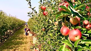 Apple Orchards in KulluManali, Apple Plucking, Grading in Himachal Pradesh