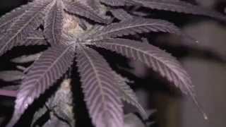 OMMPgrower Motivational Marijuana #1 - What Would You Do