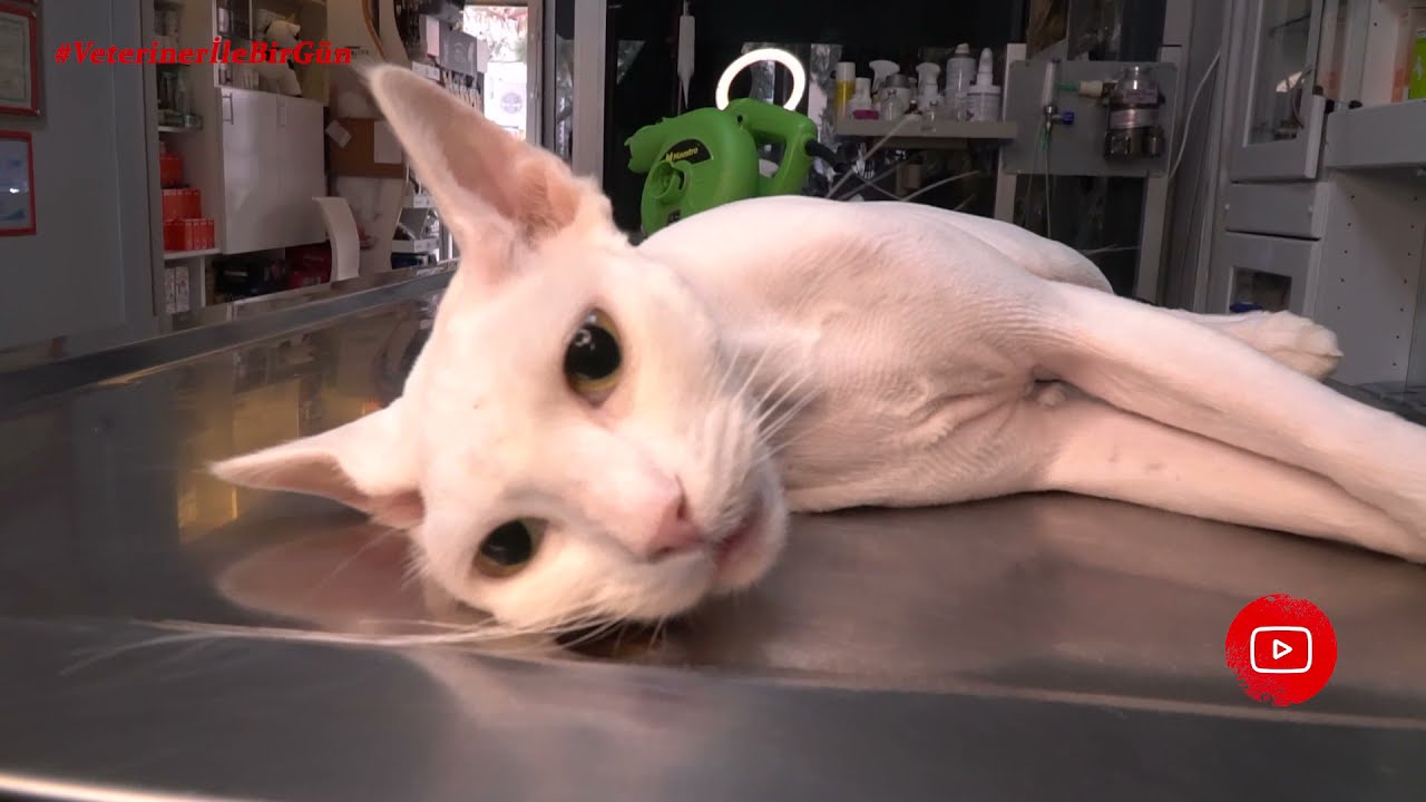 KEDİYİ PİRELER BASMIŞ | KURTARDIK |