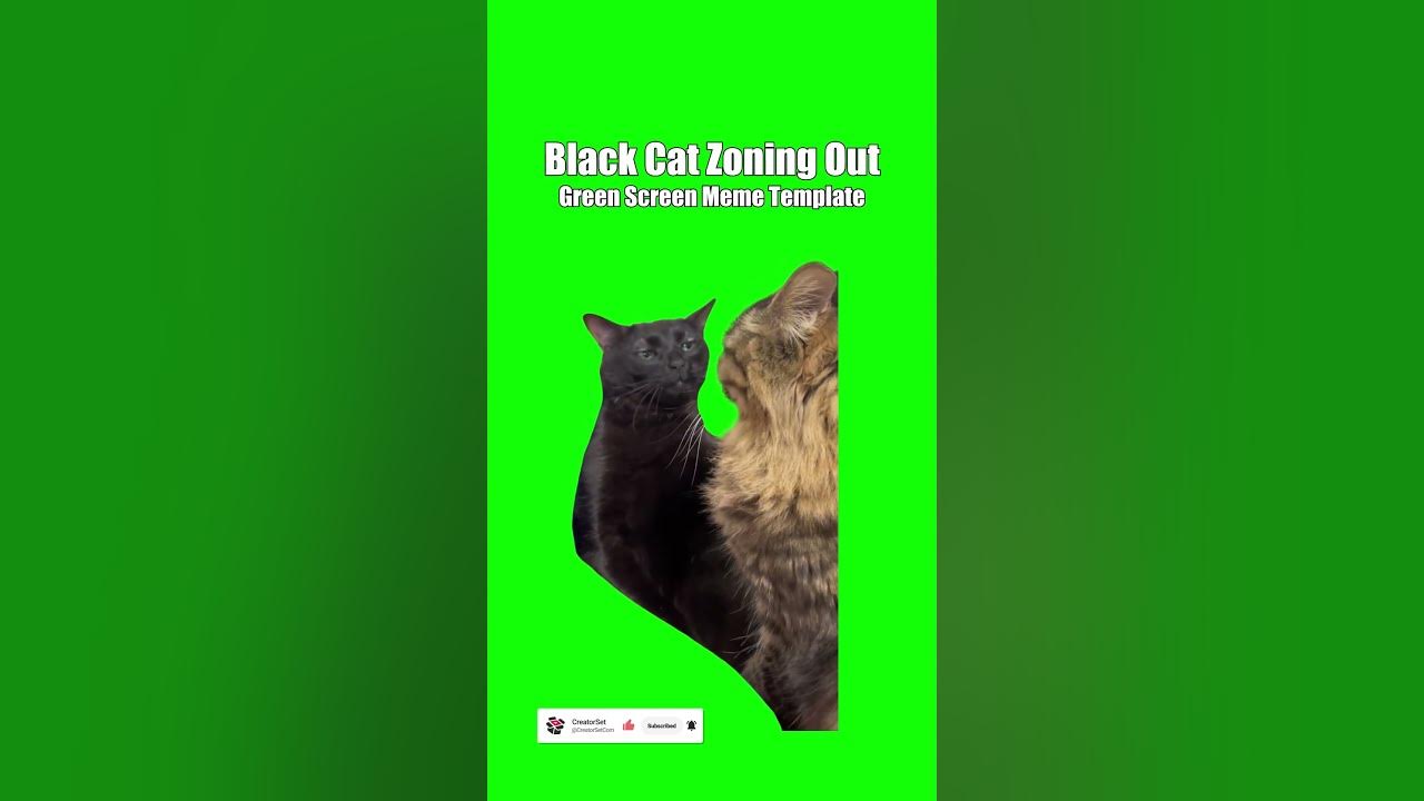Black Cat Zoning Out meme Green Screen Template YouTube