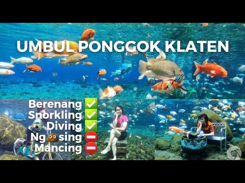 Berenang dan Nyelam Bersama Ikan di Umbuk Ponggok Klaten