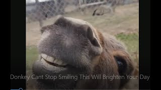 Donkey Cant Stop Smiling Reminds Me Of Donkey From The Movie Shrek  Hilariously Cute