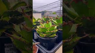 Agave 今日も雨日。鋸歯の色良き。