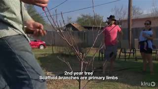 How to Prune Young Fruit Trees | Zach Halfin | Central Texas Gardener