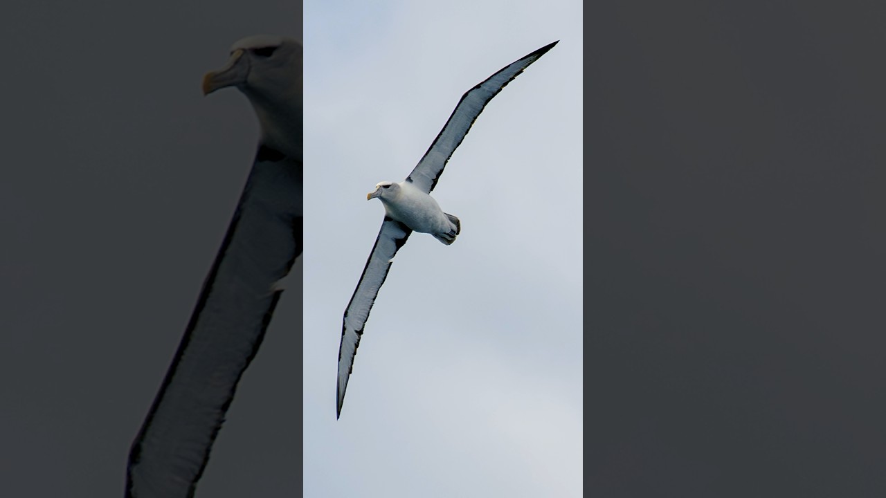 Never realised how massive Albatrosses are #rarebirds