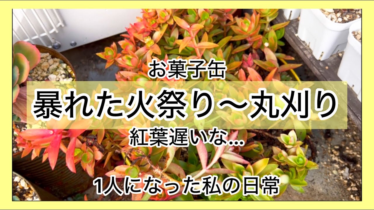 多肉植物]暴れたお菓子缶火祭り〜丸刈りで仕立て直し^_^1人になった私