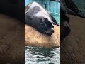 今日の疲れを癒す シュンくん 🦭 長野市城山動物園 #zoo