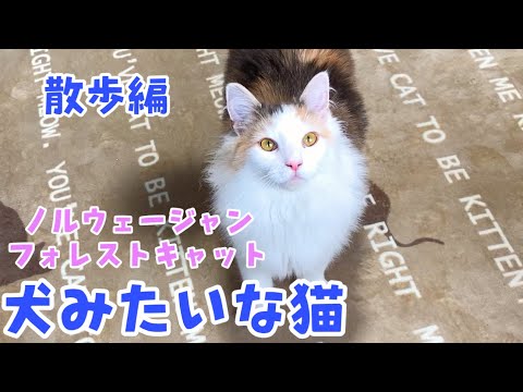 犬みたいになっていく猫2【ノルウェージャンフォレストキャットと三毛猫】