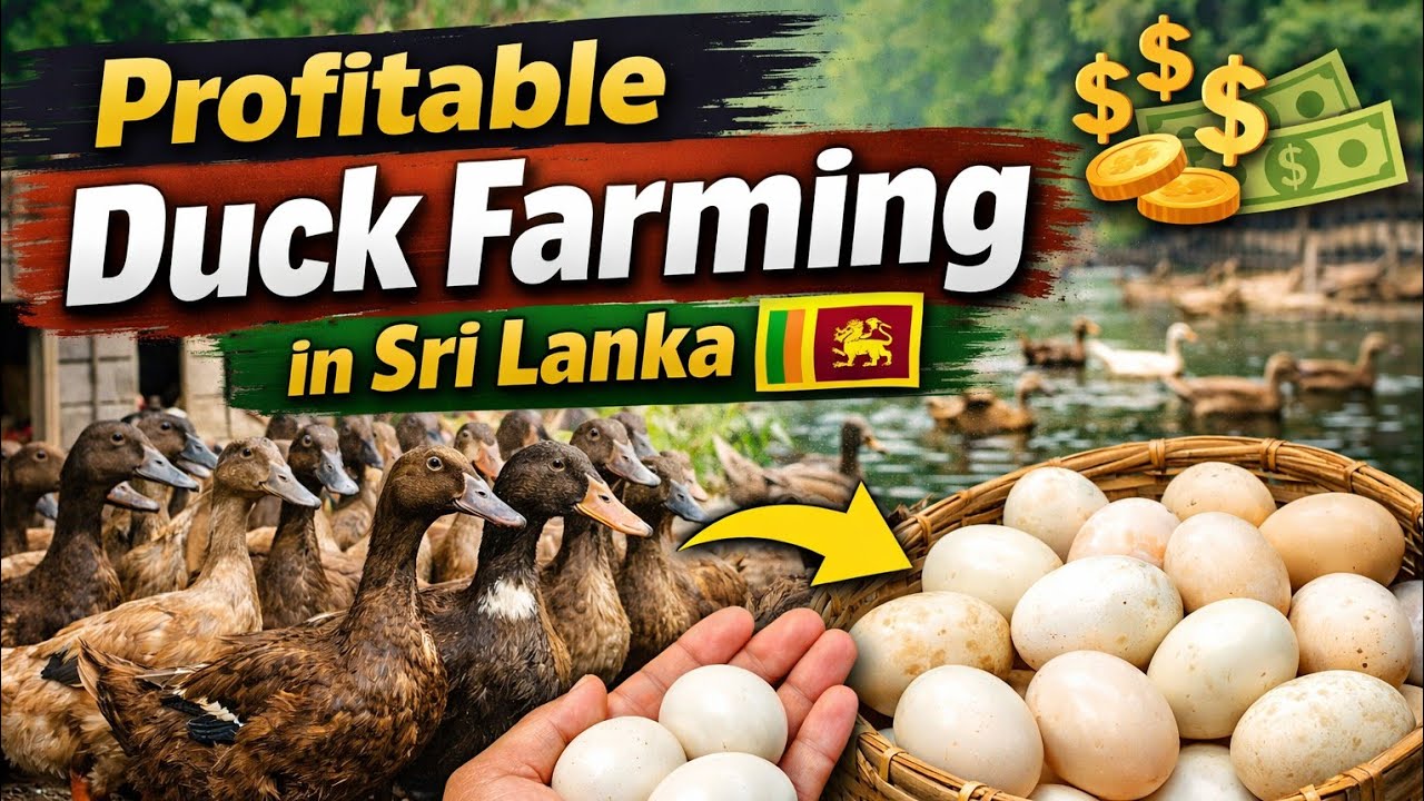 Duck Farming in Sri Lanka | Khaki Campbell Duck Farm Tour 🇱🇰 ලාභදායක තාරා  පාලනය.....0777 657 847