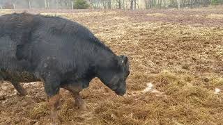 Download lagu Trouble on the farm 23 Black Angus cow is having a calf Trouble on the farm 23 Black Angus cow is having a calf