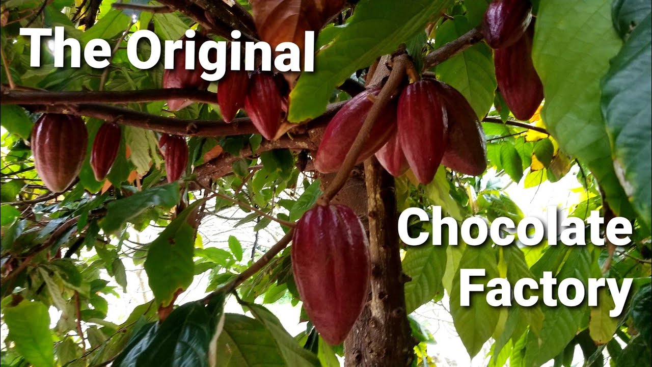 Tour to the Original Hawaiian Chocolate Factory A must see in Kona