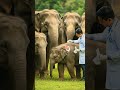 Elephant | EOTF | #shorts #elephant #ai #elephantstory