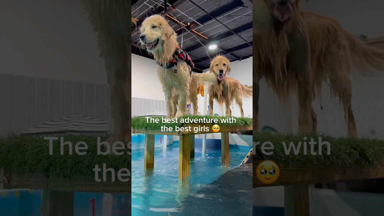 Do you think they had fun? I thought Poppi would be a little more fearless 😅🤣#dog #swimming #cute