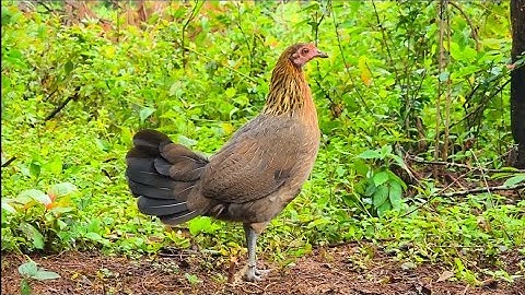 เสียงไก่ป่าตัวเมียกระต๊ากต่อเข้าเร็ว 100%