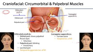 Face LO   Muscles of Facial Expression