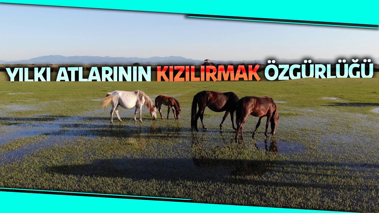 Kızılırmak Deltasında Bulunan Yılkı Atları Havadan Görüntülendi