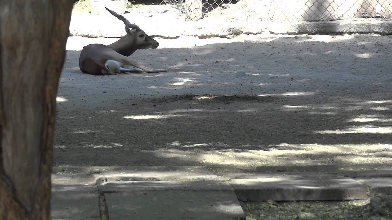 Blackbuck✅Antilope cervicapra🐐Гарна (винторогая антилопа)