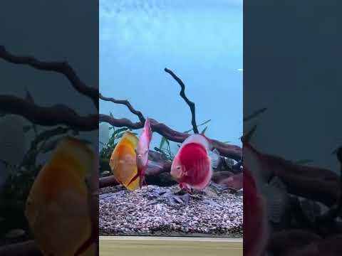 Video: Adakah ikan komuniti angelfish?