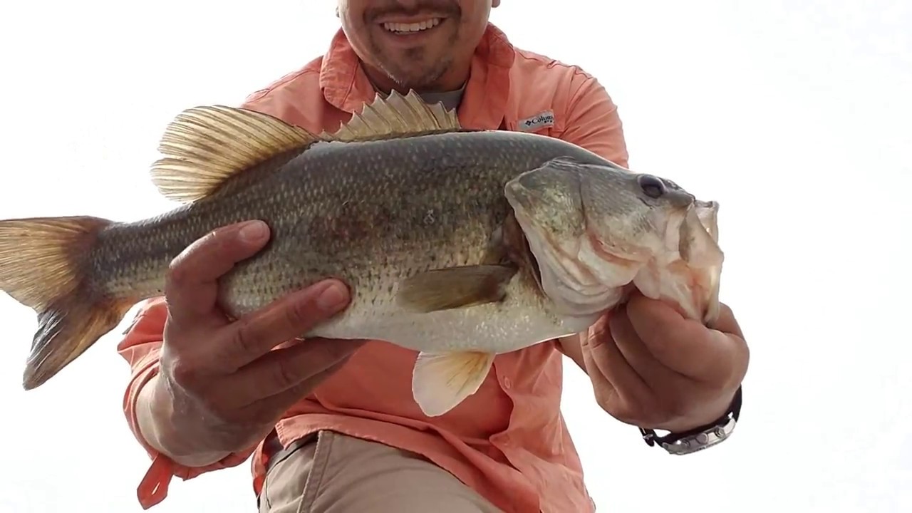 Froggin' for BIG BASS on Busse Woods Reservoir