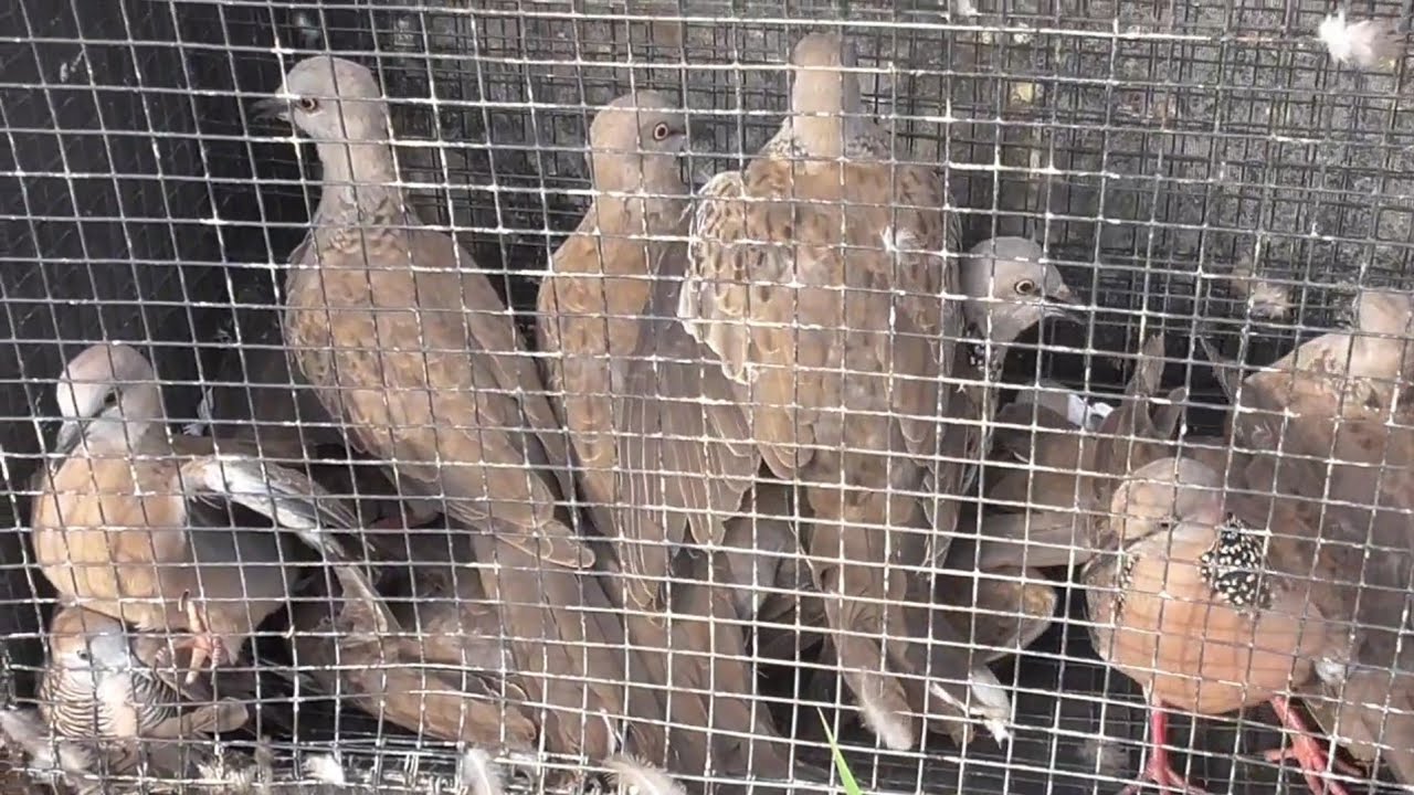 Lưới úp bẫy cu đất trên sân dã chim ăn như gà 