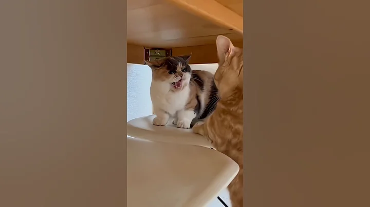 Video 11857271: cat kitten pets funny, cat kitten cute pets