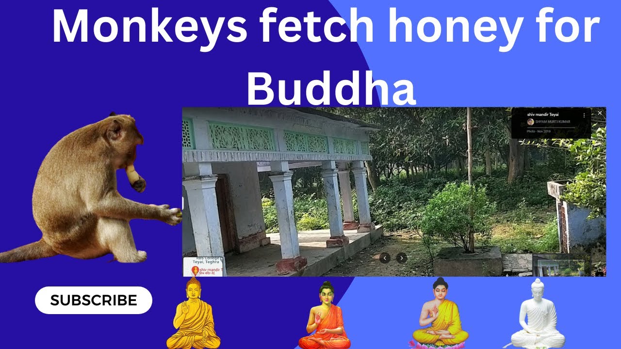 Monkeys fetch honey for Buddha. 
