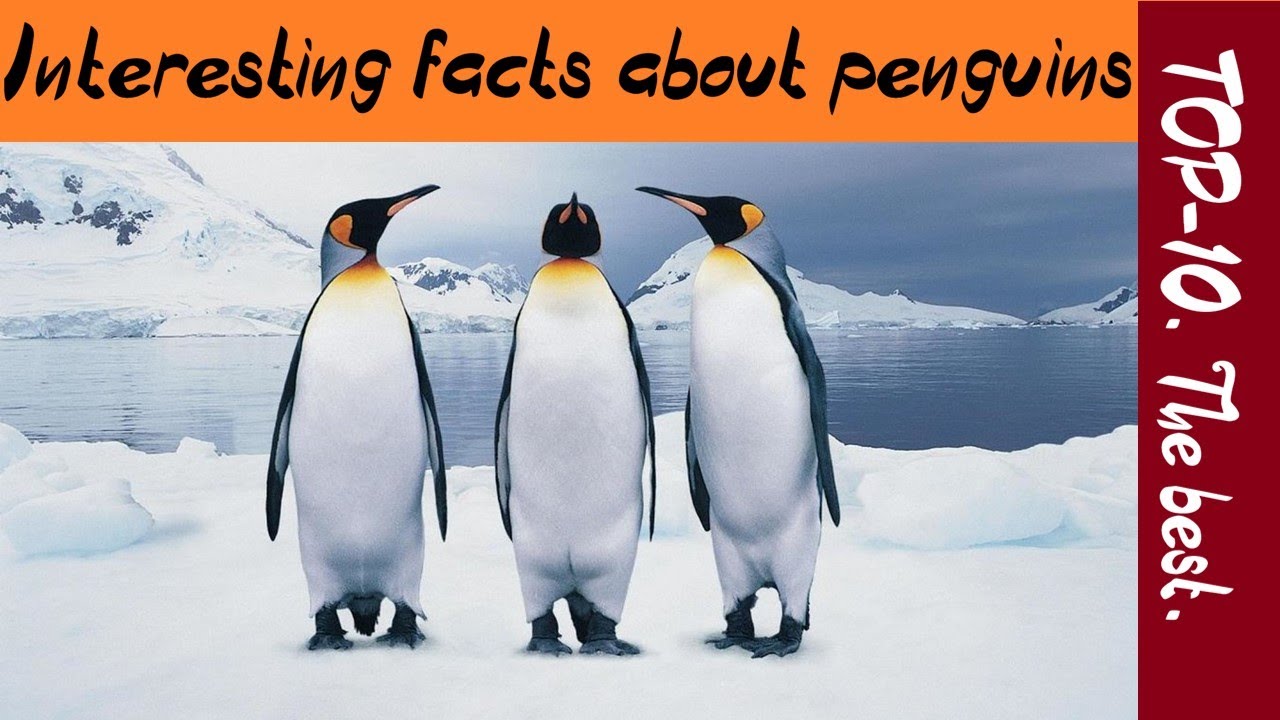 TOP 10 The Best Interesting Facts About Penguins YouTube top-10-the-best-interesting-facts-about-penguins-youtube