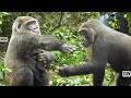 Mom Gorilla Knows how to handle her mischievous son | Kyoto zoo