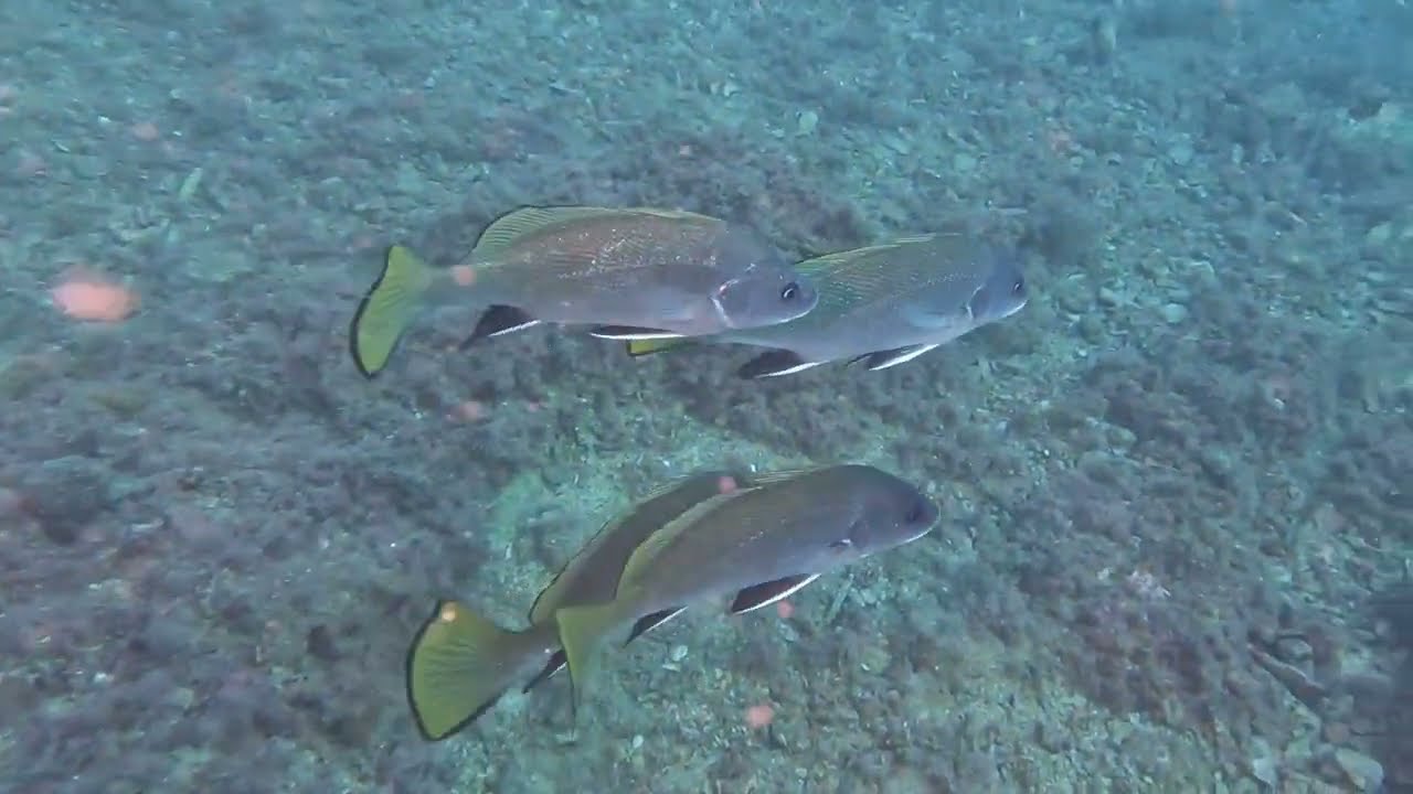 Immersione A.M.P. Bergeggi 30/10/2022 - Canalone