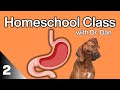 Dog Stomach Digestion Basics. Homeschool class lecture 2.