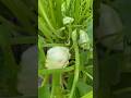 Патиссон Чебурашка вкусныйканал Garden патиссоны Nature сад садоводство огород дача 