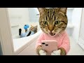 【くらしのマーケットのCM】ねこ総理の意味不明演説＆ねこ兄妹のヤバいお風呂掃除＜キャンペーンは終了しました＞
