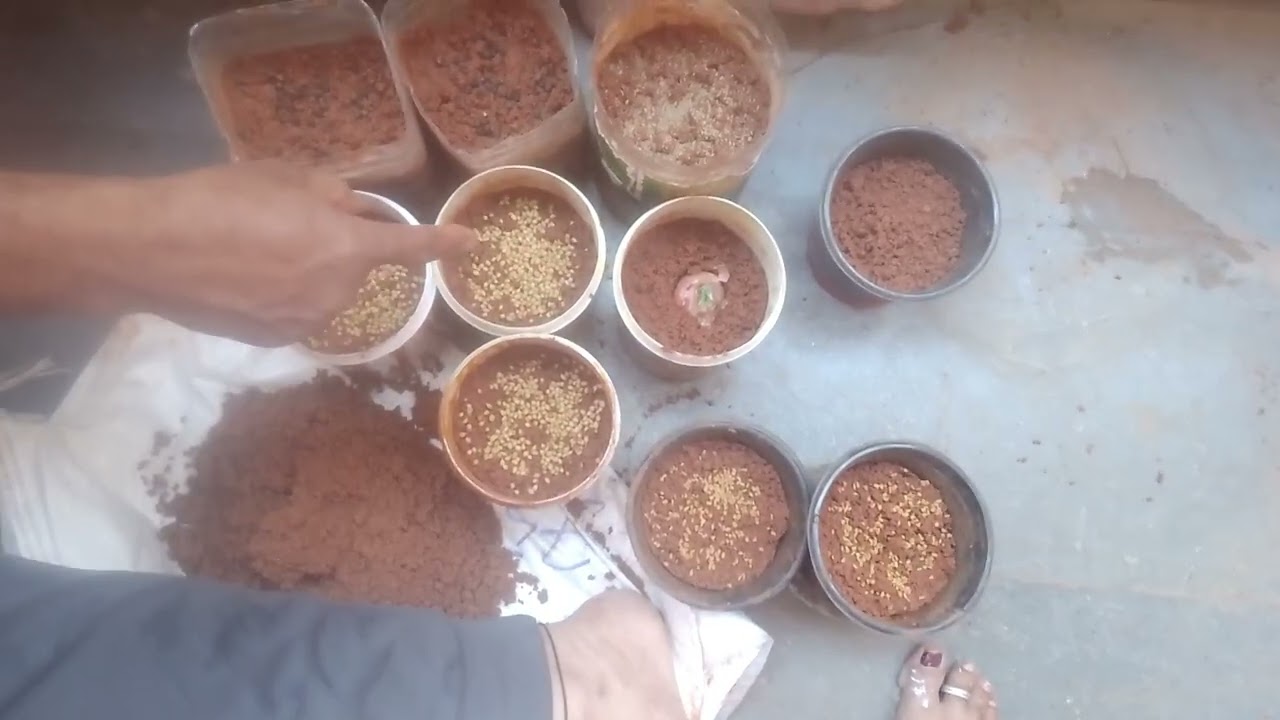 Home / Balcony Gardening with Kitchen items recycling: Day 1