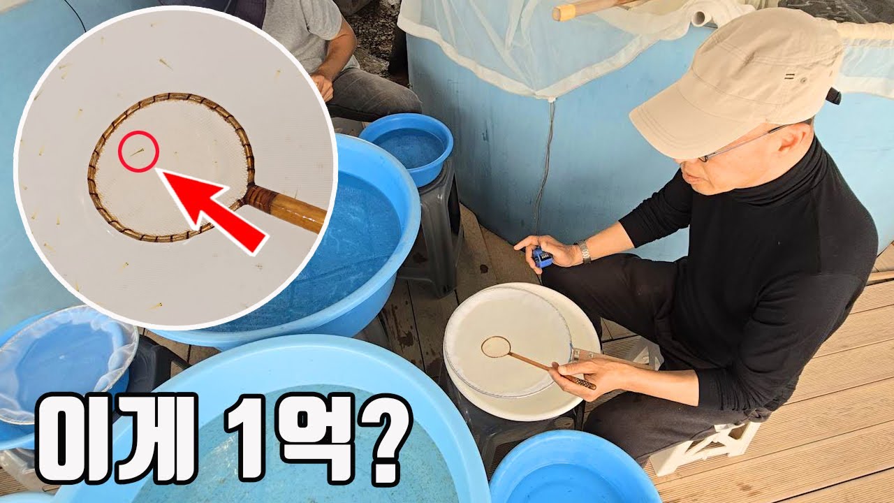 먼지만큼 작은 이걸 잘만 키우면 마리당 1억입니다 ㄷㄷ