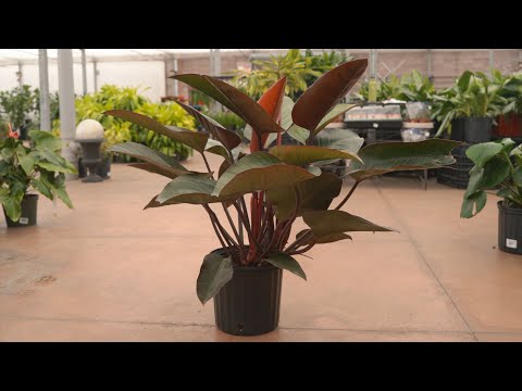 Video: Congo Rojo Philodendron Care: Gojenje Philodendron Congo Rojo