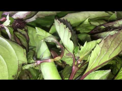 Video: Դառը ռեհան բույսեր - Ռեհանի դառը դառնալու պատճառները