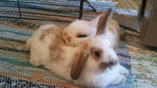 Cute bunnies Misty &amp; Jean-Jacques