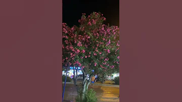 Олеандр, красив и ядовит 🌸.