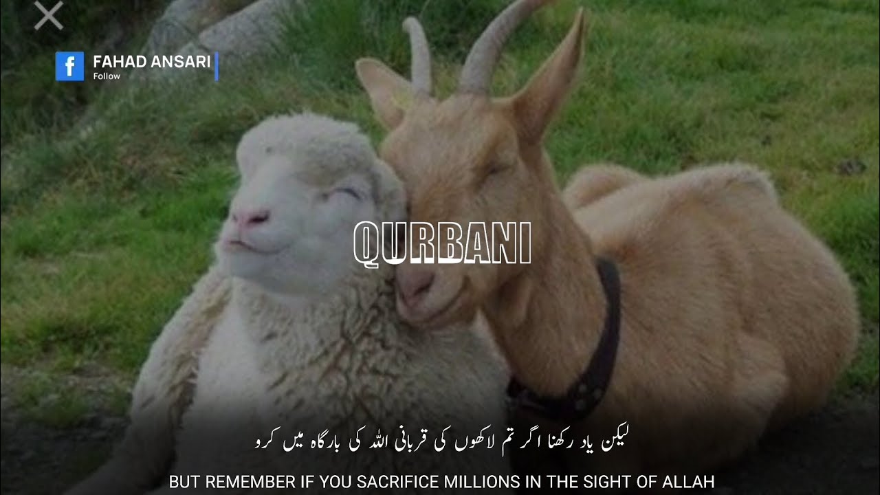 Heart Touching Bakrid Status | Let Me Sacrifice First | Bakrid Status 2025 | Eid ul Adha Status | HD
