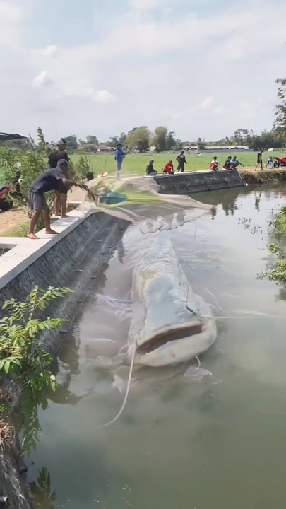 BIKIN HEBOH! RAME-RAME KEPUNG IKAN LELE RAKSASA DI SUNGAI PINGGIR SAWAH #fishing #crazyfishing