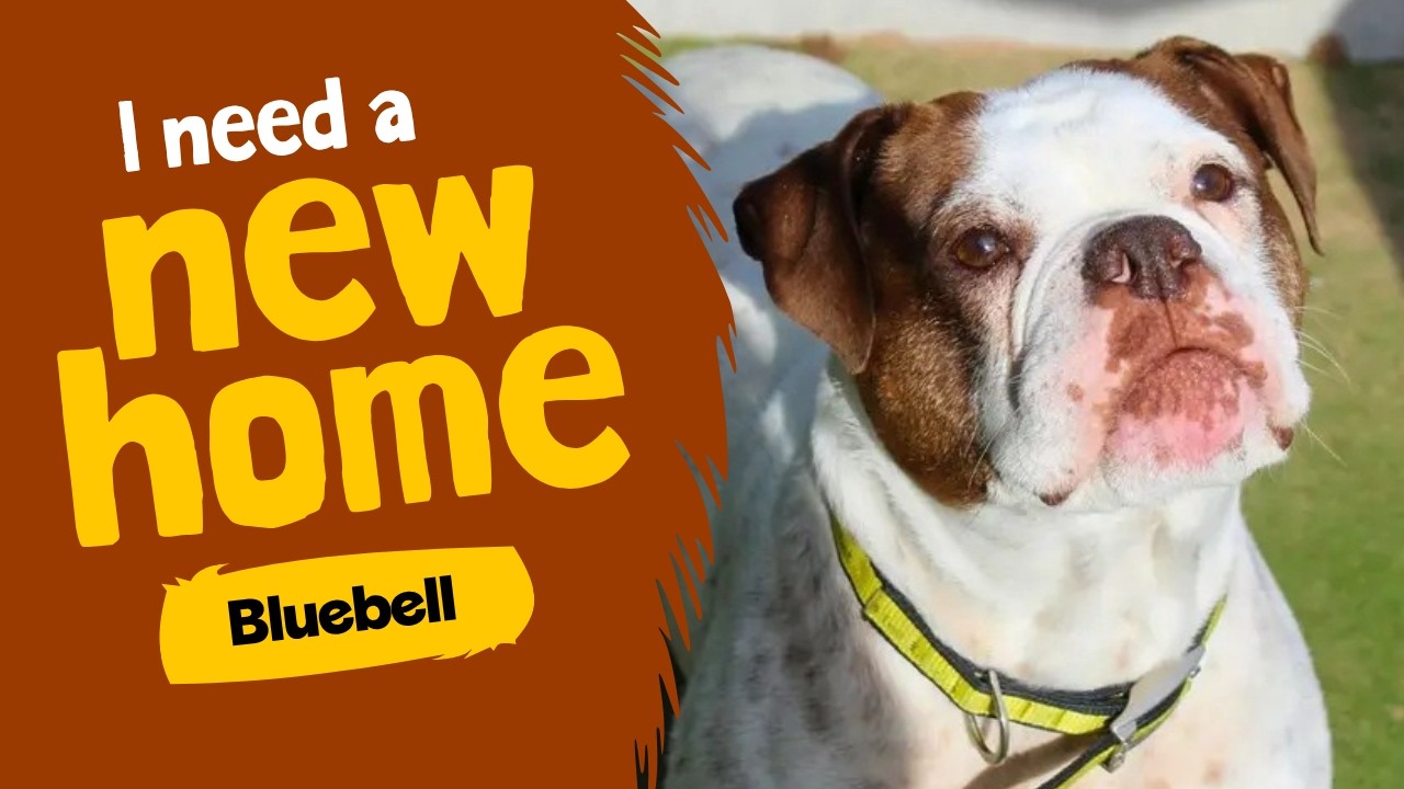 Dog profile video