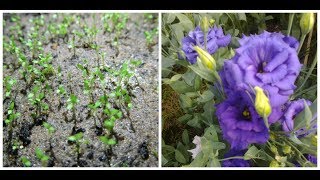 Первые всходы эустомы! плесень на эустоме! Выращивание эустомы из семян