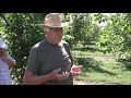 Посещение орехового сада из сеянцев. Осмотр перспективных форм Зеленица А.В. Август 2019