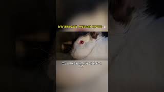 兔子的视野能看360度，但嘴边的胡萝卜却看不见？🐰｜99%的人都不知道的冷知识！#兔子 #视觉盲区 #动物生理 #冷门科普 #搞笑日常