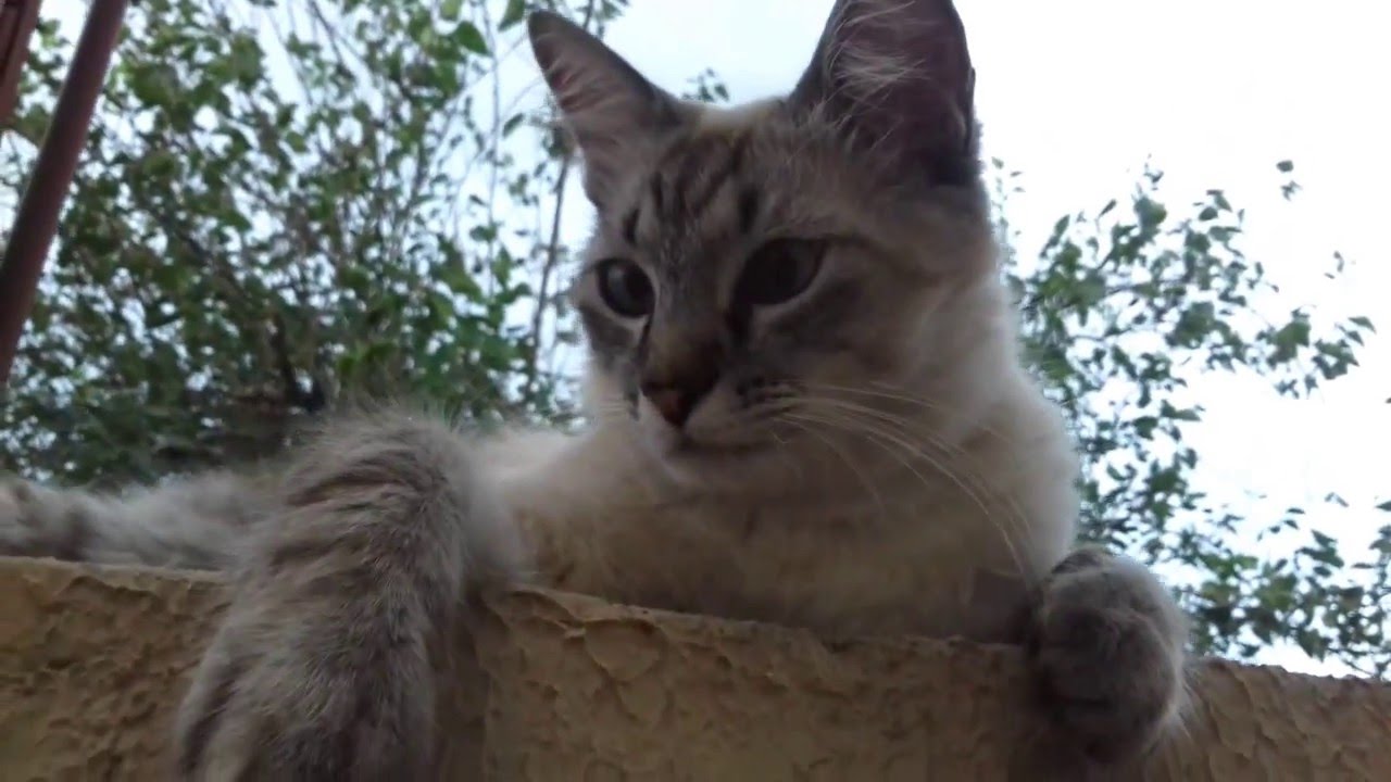 GATINHO MAIS FOFO DO MUNDO #PETCAT - YouTube