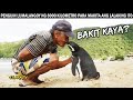 Penguin Lumalangoy ng 8000 kilometro Taon Taon Para lang makita ang Lalaking Ito -  bakit kaya?