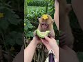 😍Cute baby laughing🤣 | Funny Baby #laughing #cute #shorts #viral #stylish