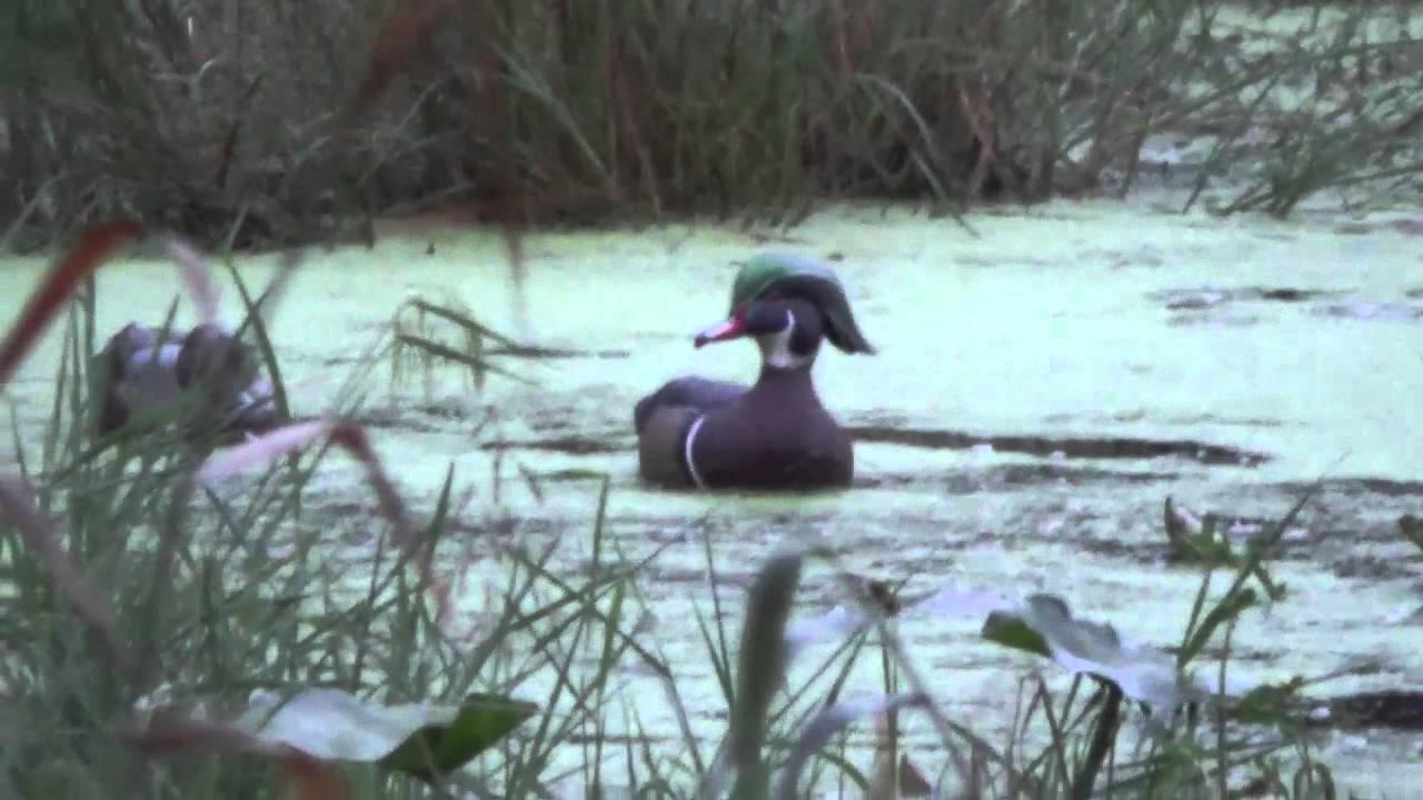 Youth Duck Hunt 2015 YouTube