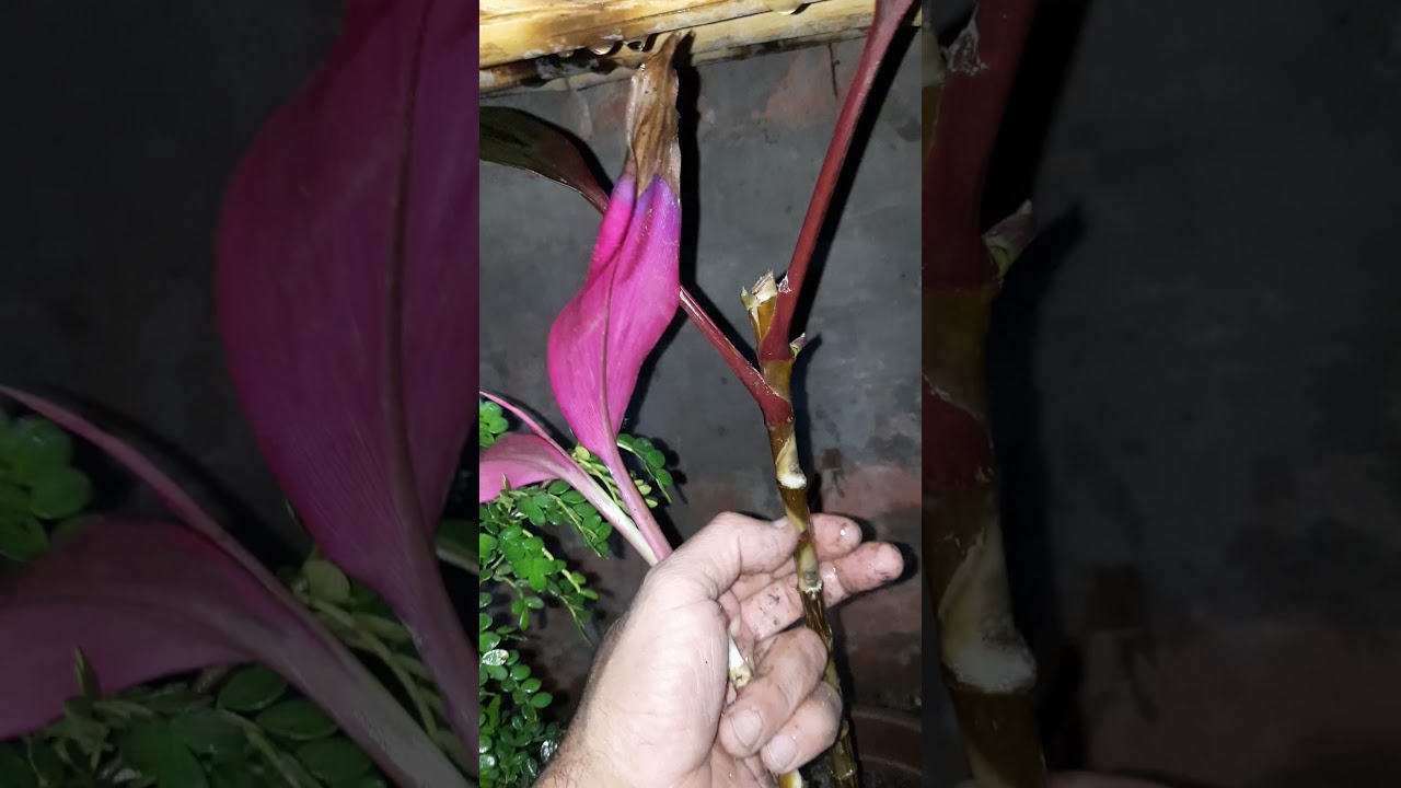 نبات الكوردالين